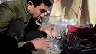 Birds join the list of earthquake survivors in Syria