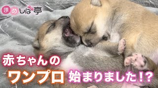 【柴犬】かわいい豆柴赤ちゃん✨姉妹のバトル⁉️まめしば亭ブログ・vlog