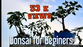 Bonsai for beginners ### ബോൺസായ് നിർമാണം തുടക്കക്കാർക്ക് വേണ്ടി