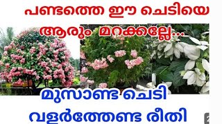 450 രൂപയുടെ  mussaenda flower plant വഴിയരികിൽ കണ്ട പൂ വിസ്മയം