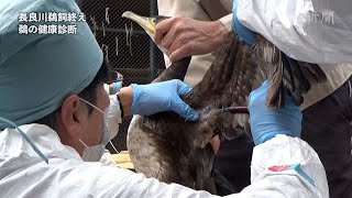 長良川鵜飼終え　鵜の健康診断