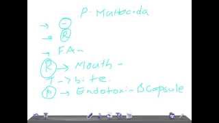 Medical Video Lecture: Pasteurella multocida, Microbiology