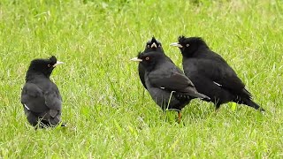 1110106 The crested myna is a subspecies only found in Taiwan.