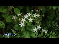 雪国植物園の花々（2017年9月中旬）