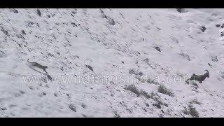Snow Leopard incredible flight, fall and fight - rare footage from the Himalaya