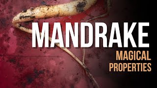 Magical Properties of Mandrake Root