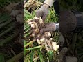 GINGER HARVESTING TIME | #gingerharvest #shortvideo #cute #nature #shortfeed #shorts #asmrsounds #ok