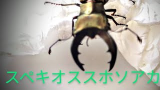 [スペキオススホソアカ] 〜交尾について〜Reiのクワガタ飼育#3