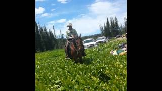 My arrest at the 2014 Utah Rainbow Gathering