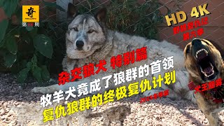 大型紀錄片【野狼復仇記】第六季-特別篇，牧羊犬竟成為了狼群的首領，復仇狼群的終極復仇計劃，2024十大名場面集錦