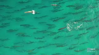 School of Tarpon - SANTA ROSA BEACH, FLORIDA