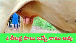 నాలుగవ ఈతలో ఉండి, 4లీటర్ల పాలు ఇచ్చే నాటు ఆవు,country cow.