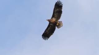 オジロワシの舞いWhite- tailed Eagle