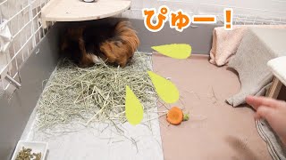 怒るモルモット！前歯アタック＆おしっこ飛ばし＆臭い付け　Guinea pig anger