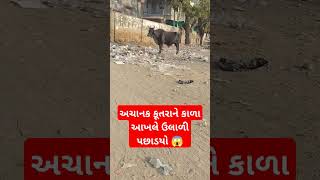 અચાનક કૂતરાને કાળા આખલે ઉલાળી પછાડયો 😱 #trending #viral #Reels #funny