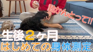 生後2ヶ月ミニシュナはじめての身体測定🐶 #005 / ミニチュアシュナウザーと独身男の暮らし