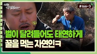 [자연인] 166-3 벌이 달려들어도 태연하게 꿀 먹는 자연인ㅋㅋ