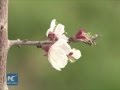 Fruit trees in bloom in China's largest desert