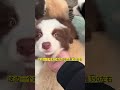 【狗市实拍】在狗市300块能买到哪些品种犬？ pets 狗狗 萌寵 cute animals 中华田园犬 萌宠 寵物