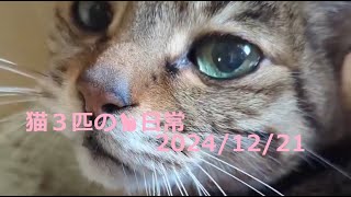 2024/12/21 猫３匹の🐈日常😊  #ねこ #cat #猫 #बिल्ली #キジトラ #マンチカン #アビシニアン #短足マンチカン #短足 #cute #abyssinian