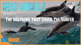 Hero Animals- The dolphins that saved the surfer