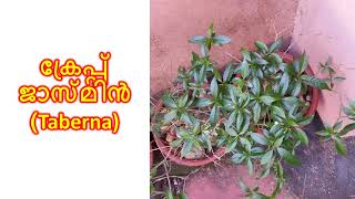 ക്രേപ്പ് ജാസ്മിൻ (Taberna)