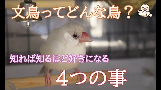 文鳥さんはどんな鳥？飼う前に知っておきたい4つの事　【初心者さん向け】