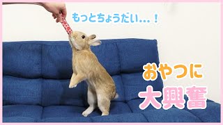 うさぎに人気のうさうさぴゅーれをあげてみました! We gave Tororo a popular snack!