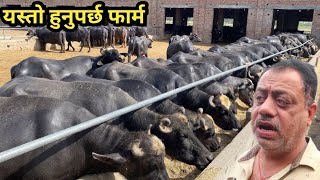 एउटै फार्म मा 250 बढी भैंसी र गाई दैनिक 700 लिटर दूध बिक्री||Farm in Panjab, india Vol.7