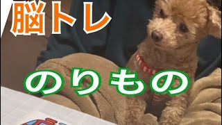 トイプードルちょこと脳トレ【11 初級　のりもの】