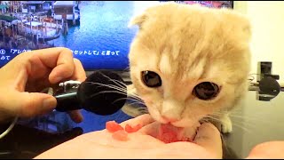 【ASMR】短足マンチカンの子猫がマグロの刺身を手から食べてみた。