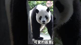 可愛的圓寶模豆😍 #panda #パンダ #yuanbao #貓熊 #熊貓 #yuanbao #台北市立動物園 #shorts