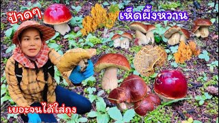 เก็บเห็ด🍄🍄เห็ดผึ้งหวานหัวแตกดอกแน่นๆต่อจากคลิปก่อน เห็ดผึ้งขาลายงามๆล้นตะกร้าต้องใส่ถุงEp.28