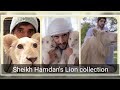 Sheikh Hamdan's Lion collection | Fazza Animals |(فزاع  sheikh Hamdan) #fazza #sheikhhamdan #dubai