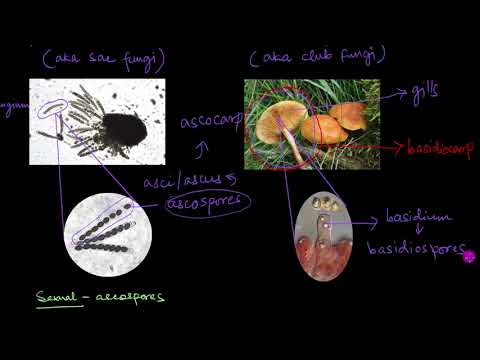 What is classification of fungi?
