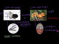 Classification of Fungi | Biological Classification | Biology | Khan Academy