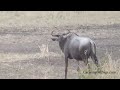 Wildebeest Migration   AMAZING  Maasai Mara Kenya
