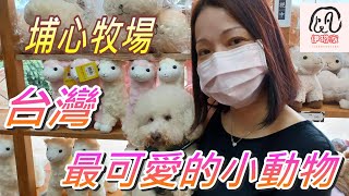 【移民台灣遊記】埔心牧場，假日悠閒好去處，帶你去看最可愛的小動物 #香港人 #移民台灣 #埔心牧場