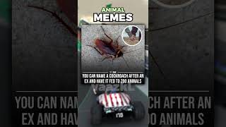 Memes About Animals