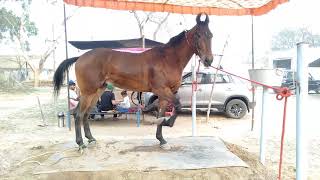 Stallion Barood sire Dilbagh chuharchak (Majhukebloodline)