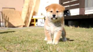 柴犬子犬赤柴雌529.9.18.10.22 柴犬.net