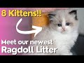 Meet 8 Baby Ragdoll Kittens 😻 Cute Little Kittens Playing with Mother Cat