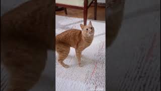 most funny and hilarious cats shorts। funny cats । try not to laugh । #funny #cats #lol #shorts