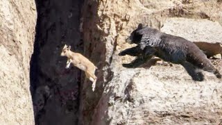 These Fearless mountain GOATS defy DEATH