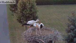 seltener Besuch kommt - Papa-Storch....