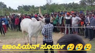 #hallikar race bull  surya...😢😢😢