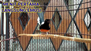 Kretekan Murai Keras || Singing Birds || пение птиц || นกร้องเพลง