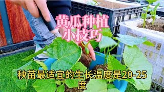 黄瓜种植小技巧，一叶一瓜是这样种出来的