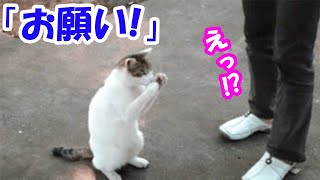 「食べ物が欲しい」歩いていたら猫に突然お願いをされた。でも本当に猫が欲しかったものに衝撃!【猫の不思議な話】【朗読】