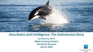 Orca Brains and Intelligence - Dr. Lori Marino at Whale Museum, Friday Harbor